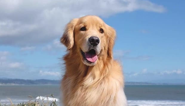 golden retriever 1 1