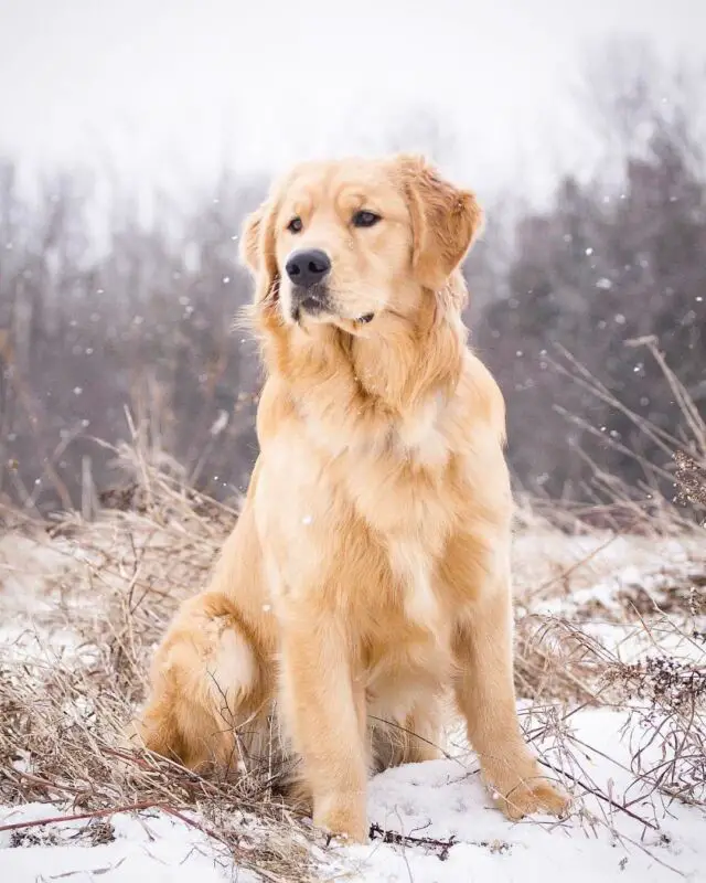 golden retriever 5 1