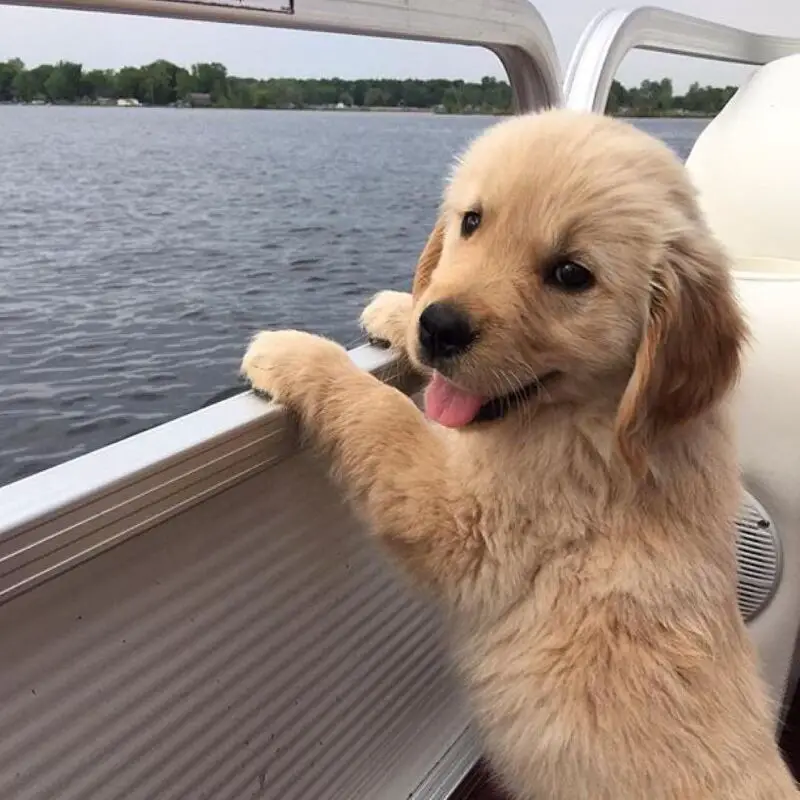 golden retriever 5