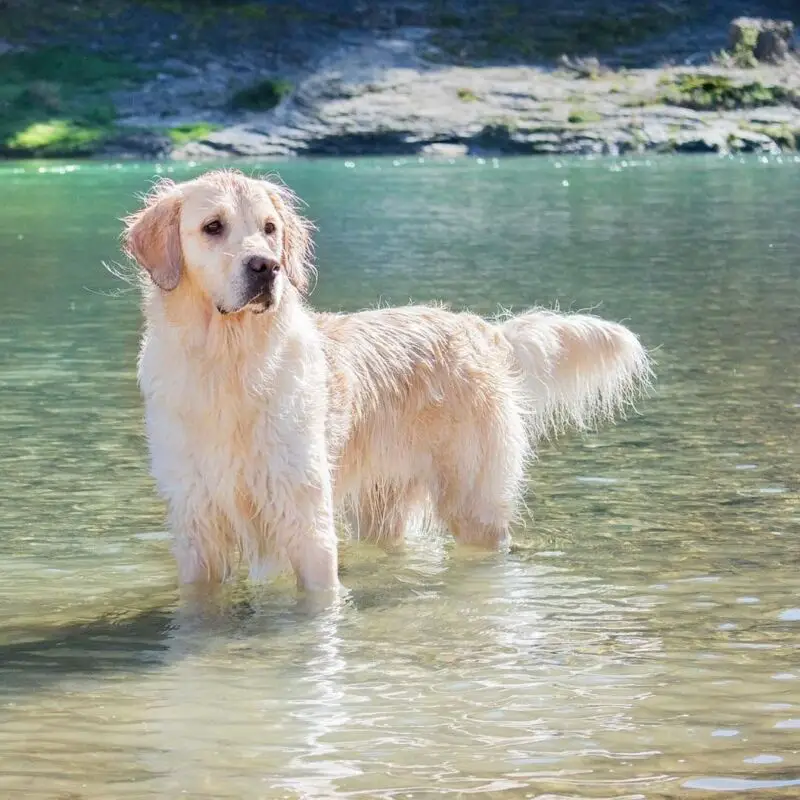 golden retriever 6 1