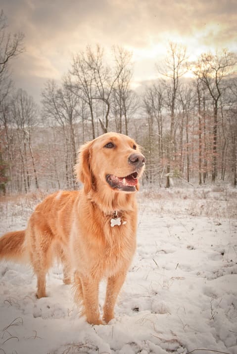 golden retrievers 16