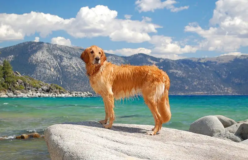 15 Fun Facts About Golden Retrievers   ZooNerdy