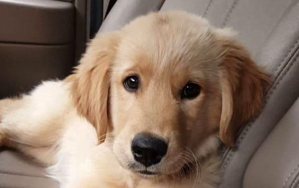 valp golden retriever 1