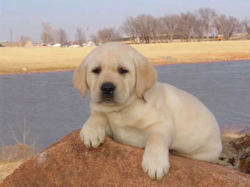 yellow labrador 1