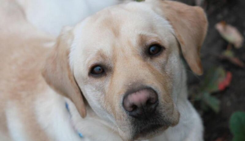 yellow labrador