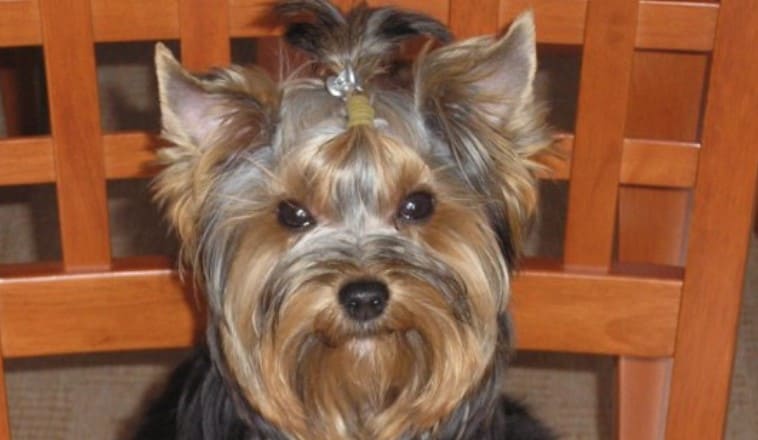 yorkie 13