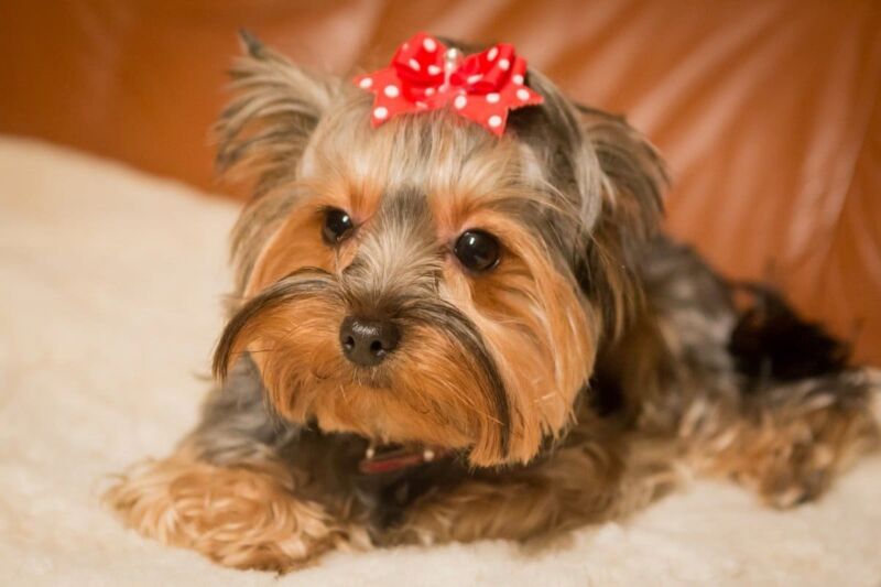 yorkshire terrier 11