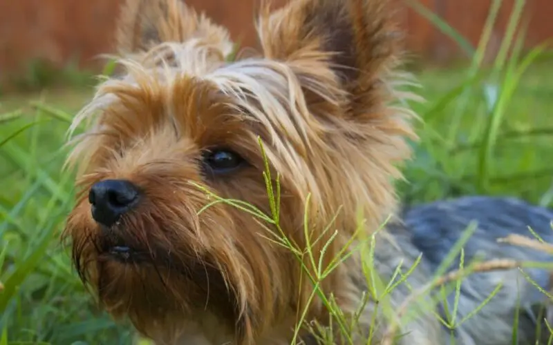 yorkshire terrier 22