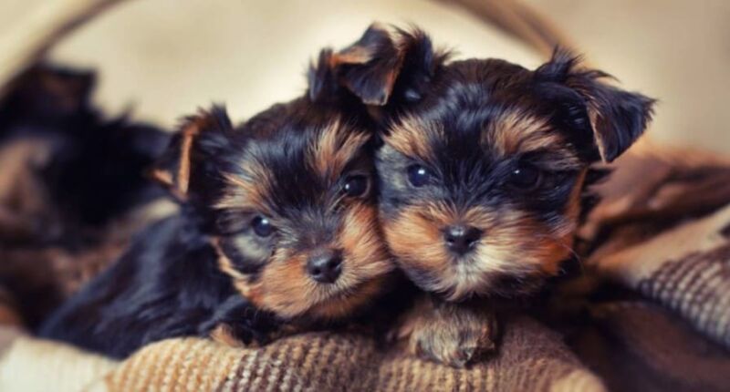 yorkshire terrier 23