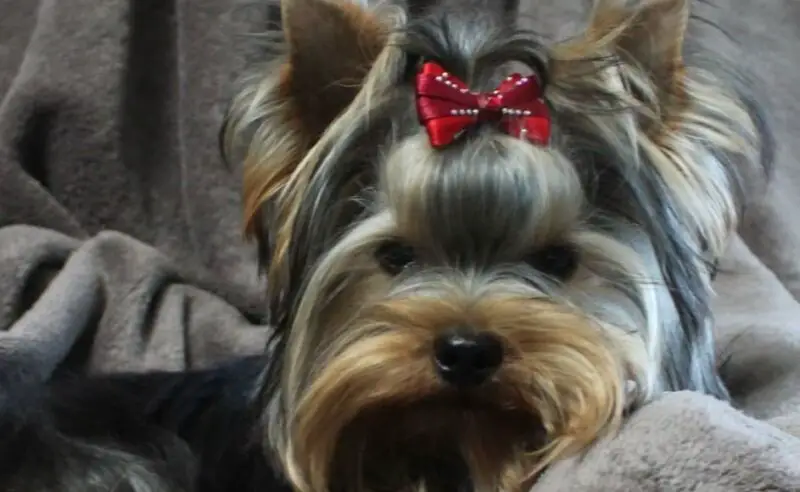 Yorkshire terrier 29