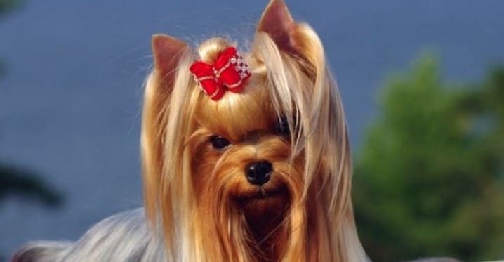 Yorkshire terrier 33