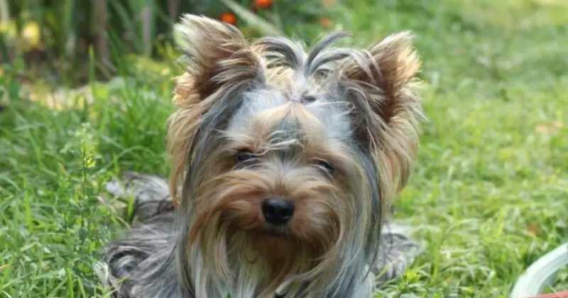 yorkshire terrier 7