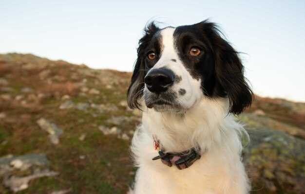 Czy Border Collie dobrze dogadują się z innymi psami?