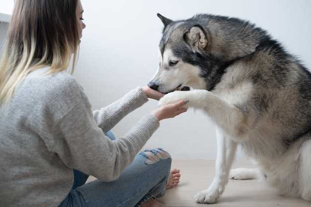 um husky pode ser um cão de apoio emocional