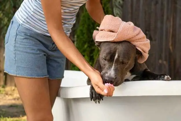 can-my-dog-be-allergic-to-watermelon