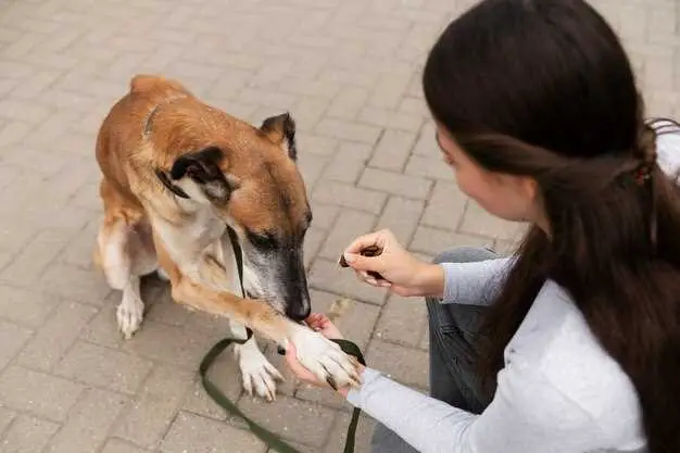 Can You Use Bactine On A Dog