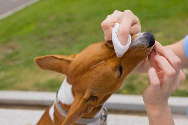 can-you-use-human-antifungal-cream-on-dogs