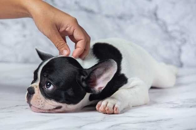 can-you-use-nail-polish-on-dogs