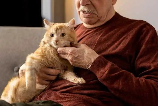 Age-related Behavioral Changes in Cats