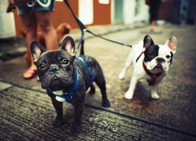 do french bulldogs get along with other dogs