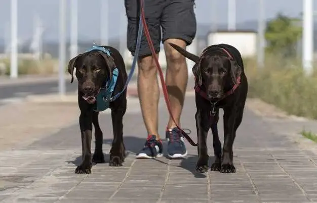 i grandi danesi facenu boni cani di serviziu