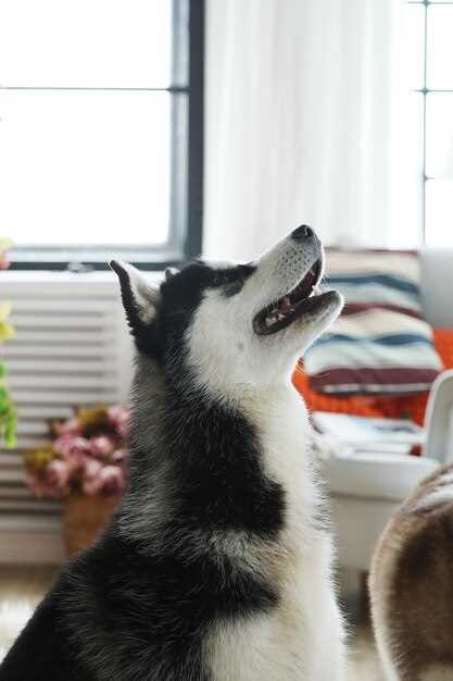 do huskies drink a lot of water