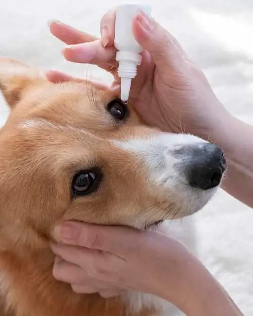 how-long-to-use-tobramycin-eye-drops-for-dogs