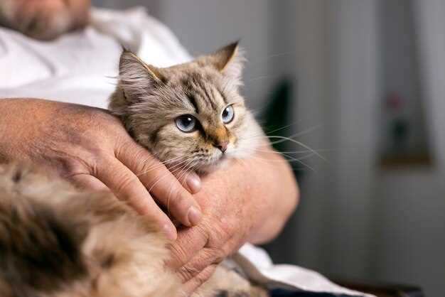 hoe gereeld het katte hartwurmmedisyne nodig