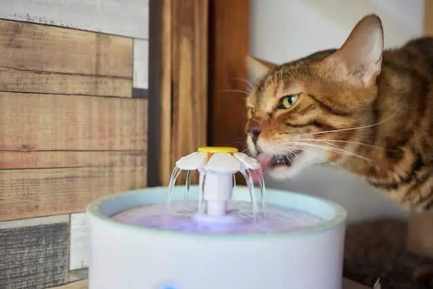 how often to clean cat water fountain