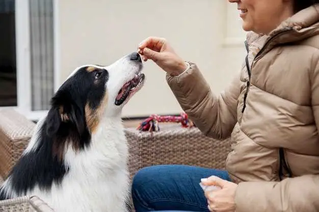 The Benefits of Checking Dog Oxygen Level at Home