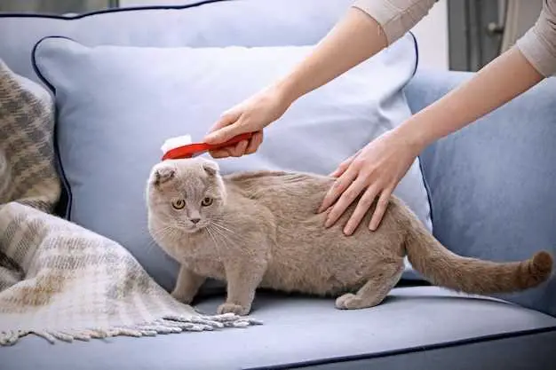 how to clean cat puke from couch