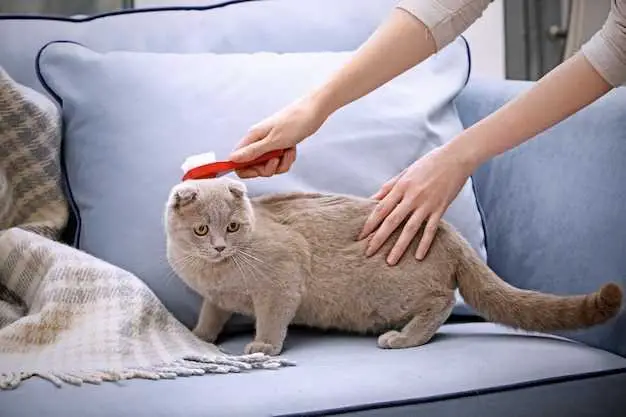 How To Clean Cat Puke Off Microfiber Couch