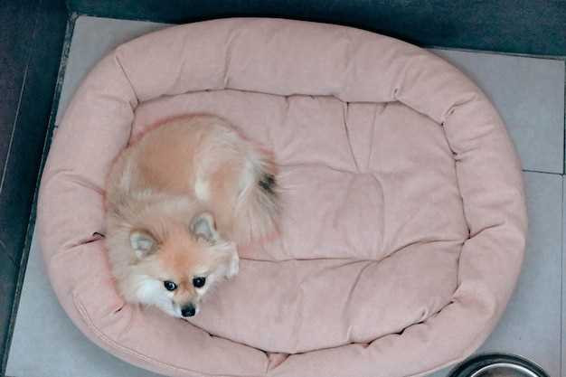 Cómo limpiar una cama para perros de espuma viscoelástica