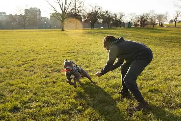 wéi een e Boston Terrier Welpen trainéiert