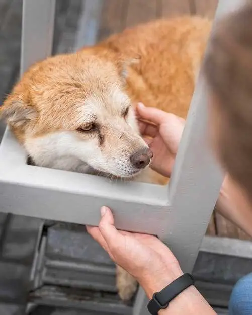 hoe je een golden retriever-puppy in een krat traint