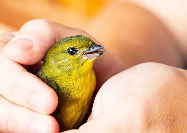 how to feed a baby bird with a syringe