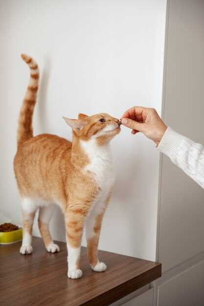 how-to-get-rid-of-cat-dander-in-house