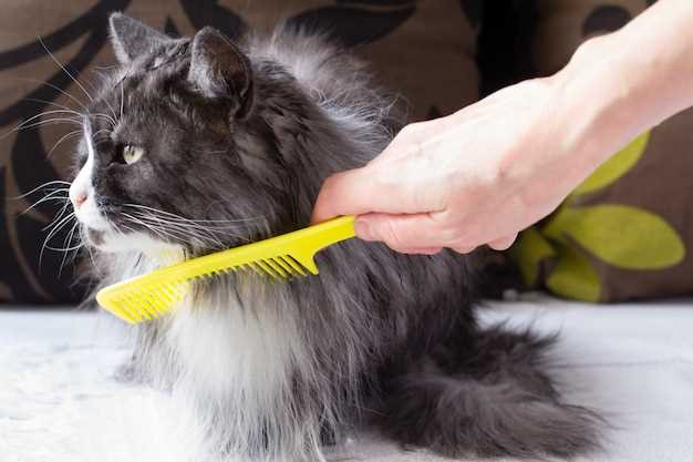 how to groom a maine coon cat