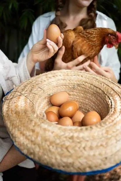 cara membantu ayam yang terikat telur