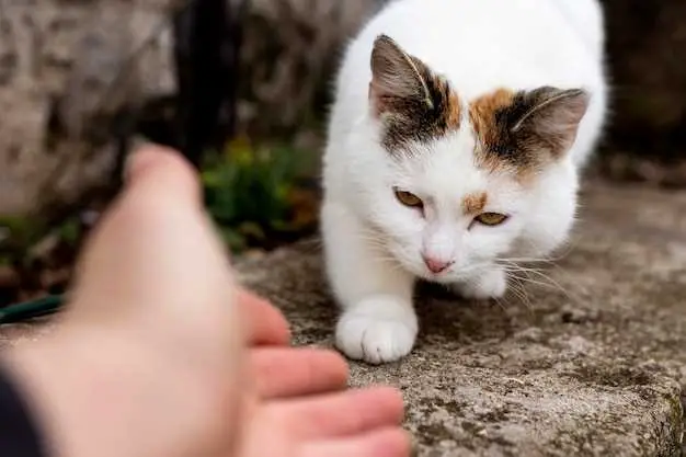 how-to-keep-cats-from-getting-litter-everywhere