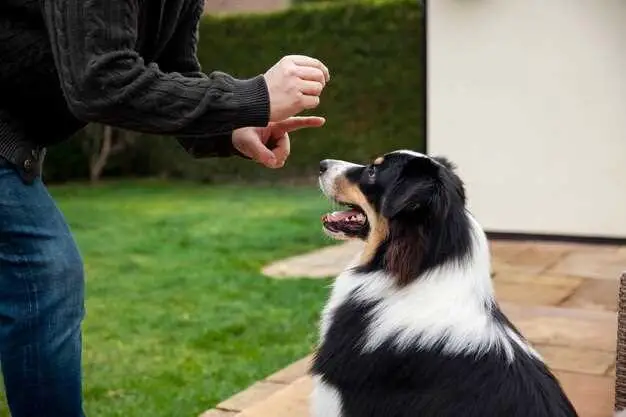 How To Keep Mosquitoes Off Your Dog