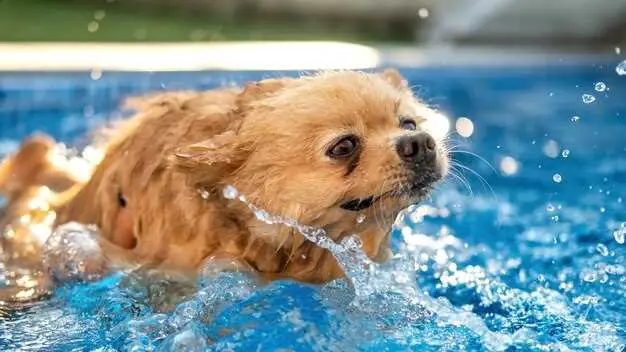 cum să țină apa din urechile câinilor în timp ce înot