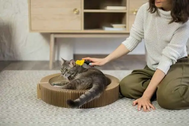 cách huấn luyện mèo ngồi bô mà không cần lứa