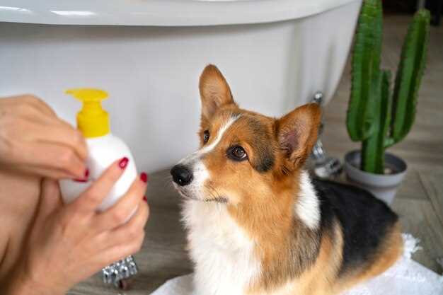 Cómo enseñar a ir al baño a un cachorro de pastor alemán.