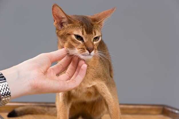 How to Remove a Botfly From a Cat