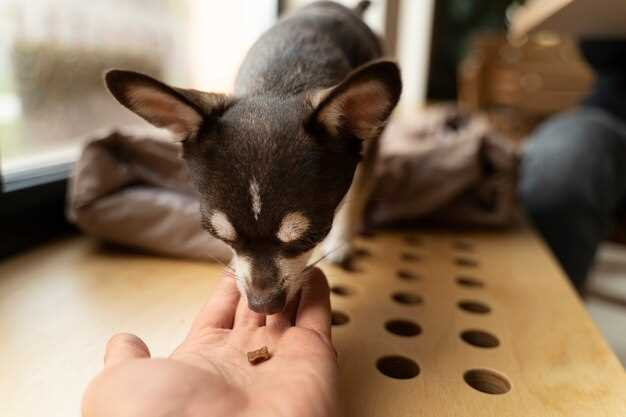 How to Remove Seed Ticks From Dog