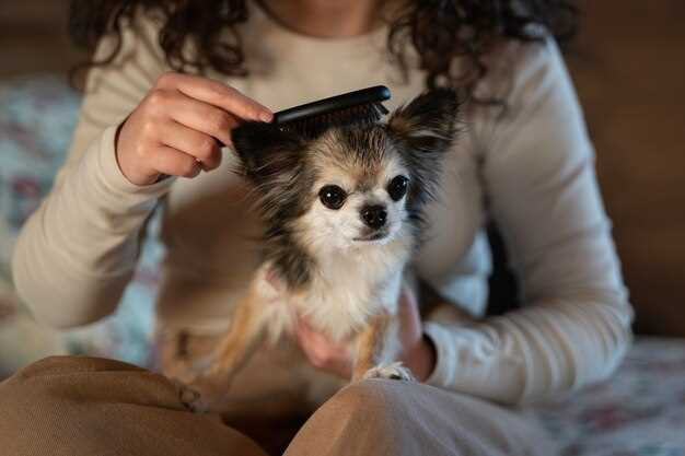 Cómo entrenar a un cachorro de Pomerania para que no muerda.