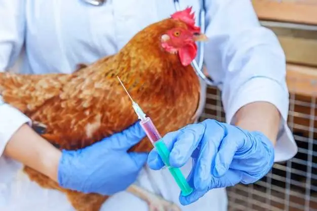 Com tractar la bronquitis infecciosa en pollastres