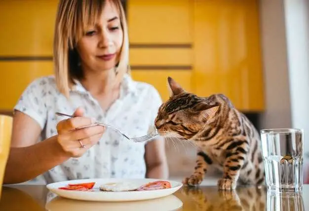 is-it-ok-to-feed-a-young-cat-senior-food