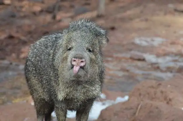 what-does-a-possum-bite-look-like-on-a-dog